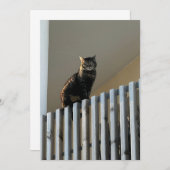 Le Chat (Voorkant / Achterkant)