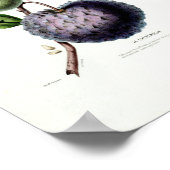 Le Cheremolia Tropical Fruit Plant Amerique Botani Poster (Hoek)