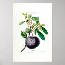 Le Cheremolia Tropical Fruit Plant Amerique Botani Poster