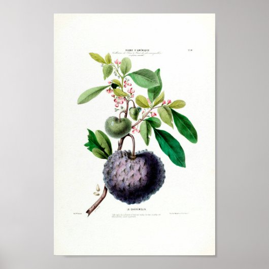 Le Cheremolia Tropical Fruit Plant Amerique Botani Poster (Voorkant)