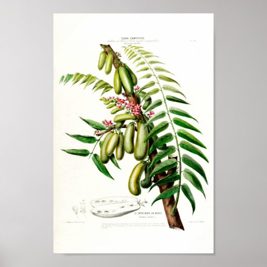 Le Cornichon en Arbre Flore d Amerique Poster (Voorkant)
