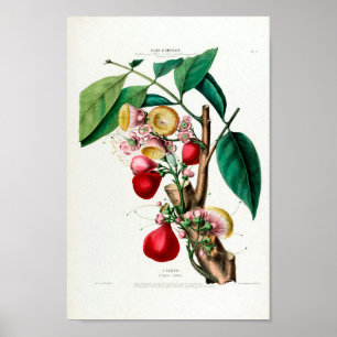 Le Eugenie  Fruit Botanical Flore d Ameriqu Poster
