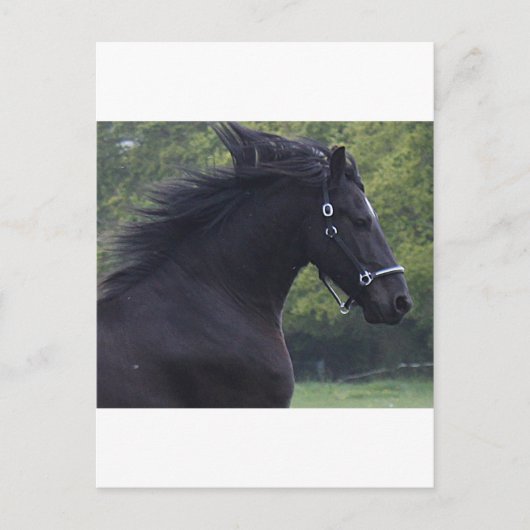 LE FRISON LA PERLE NOIRE BRIEFKAART (Voorkant)