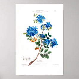 Le Gayac  Botanische Blauwe Blanken Floral Amer Poster
