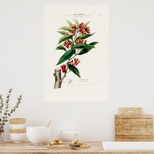 Le Giroflier Red Clove Amerique Botanical Poster (Keuken)