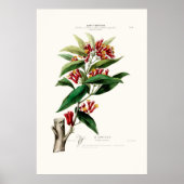 Le Giroflier Red Clove Amerique Botanical Poster (Voorkant)