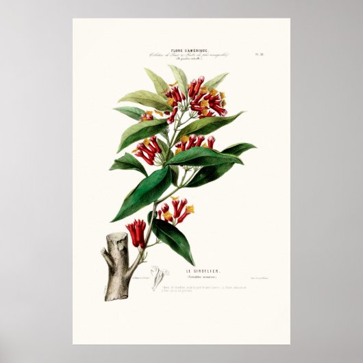 Le Giroflier Red Clove Amerique Botanical Poster (Voorkant)
