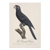 Le Grand Vaza / Grote Vasa Parrot Foto Afdruk (Voorkant)