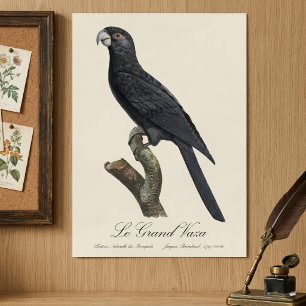 Le Grand Vaza / Grote Vasa Parrot Poster
