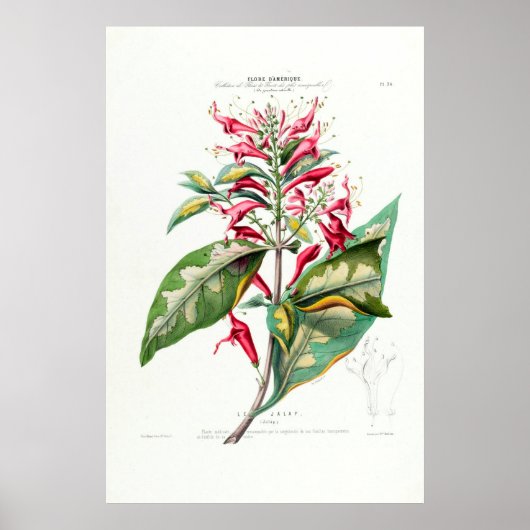 Le Jalap Botanical Amerique Floral Poster (Voorkant)