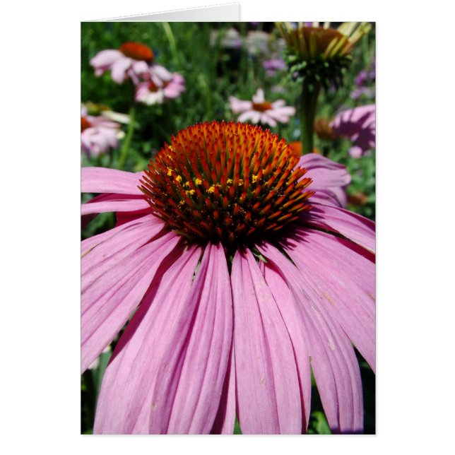 le jardin (Voorkant)