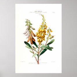 Le Jouet Golden Yellow Botanical Floral Amerique Poster