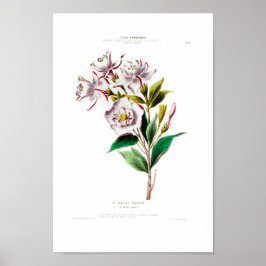 Le Laurier Couronne  botanische roze Floral Poster
