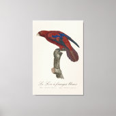 Le Lori a franges bleues Canvas Afdruk (Voorkant)