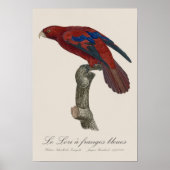 Le Lori a franges bleues Poster (Voorkant)