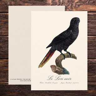 Le Lori noir / Zwarte lory Bedankkaart