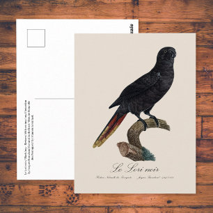 Le Lori noir / Zwarte lory Briefkaart
