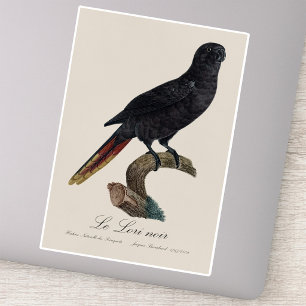 Le Lori noir / Zwarte lory Sticker