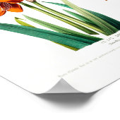 Le Lys Caraibe Amarillus Equestris  Ameriqu Poster (Hoek)