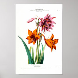 Le Lys Caraibe Amarillus Equestris  Ameriqu Poster