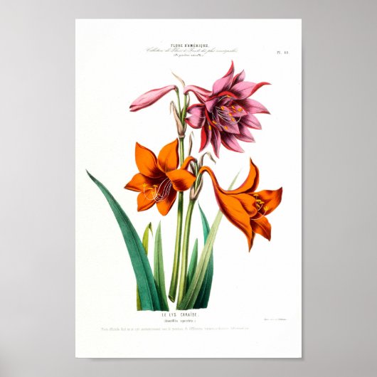 Le Lys Caraibe Amarillus Equestris  Ameriqu Poster (Voorkant)