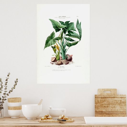 Le Malanga  Botanische Flore D Amerique Poster (Keuken)