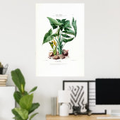 Le Malanga  Botanische Flore D Amerique Poster (Thuiskantoor)