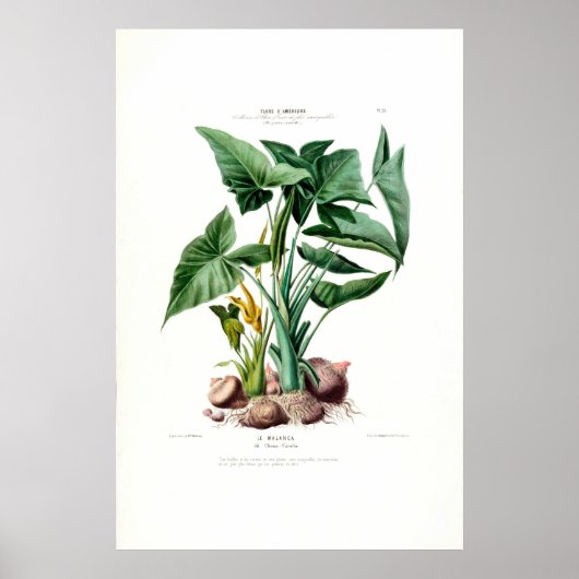 Le Malanga  Botanische Flore D Amerique Poster (Voorkant)