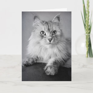 Le Meow Verjaardagswensen Kaart