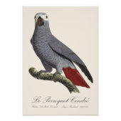 Le Perroquet Cendre - 19de-eeuwse illustratie Foto Afdruk (Voorkant)