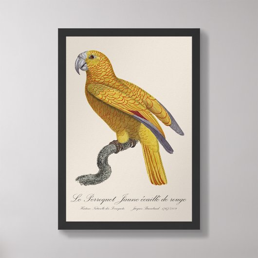 Le Perroquet Jaune ecaille de rouge Foto Afdruk