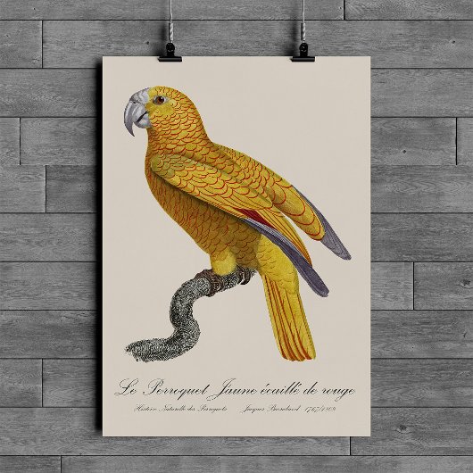Le Perroquet Jaune ecaille de rouge Poster