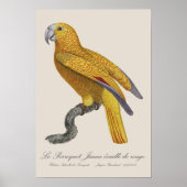 Le Perroquet Jaune ecaille de rouge Poster (Voorkant)
