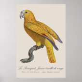 Le Perroquet Jaune ecaille de rouge Poster (Voorkant)