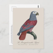 Le Perroquet midden Tapire Briefkaart (Voorkant / Achterkant)