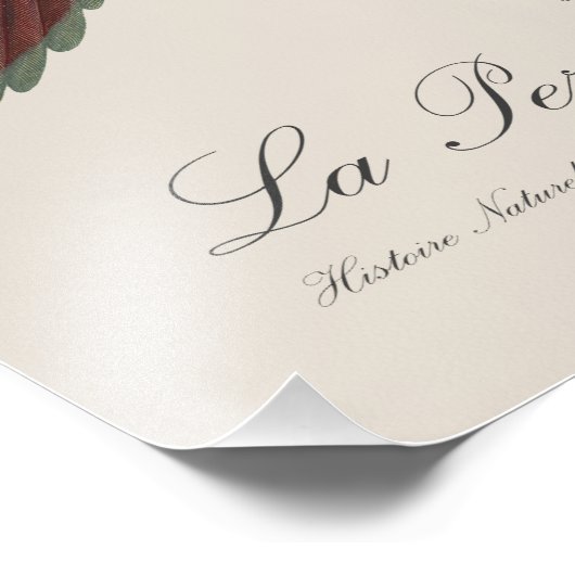 Le Perruche ecarlate Foto Afdruk (Hoek)