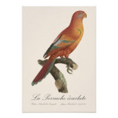 Le Perruche ecarlate Foto Afdruk (Voorkant)