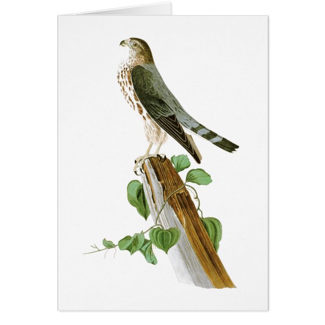 Le Petit Caporal John Audubon Birds of America (Voorkant)