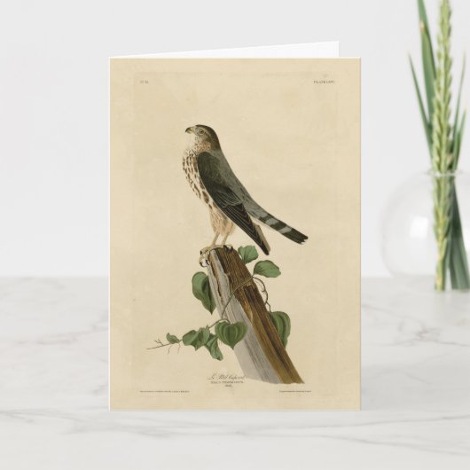 Le Petit Caporal (Merlin) Audubon Birds of America Kaart (Voorkant)