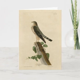 Le Petit Caporal (Merlin) Audubon Birds of America Kaart
