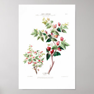 Le Piment Red Floral  Amerique Botanical Poster