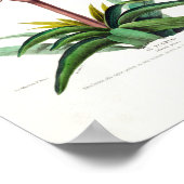 Le Plumeri Lila White Floral  Flore D Amer Poster (Hoek)