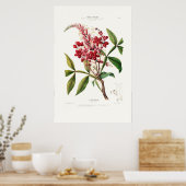 Le Quinquina  Botanical Flore D Amerique Poster (Keuken)