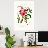 Le Quinquina  Botanical Flore D Amerique Poster (Thuiskantoor)