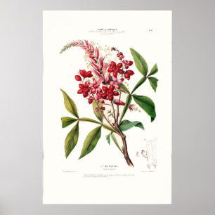 Le Quinquina  Botanical Flore D Amerique Poster