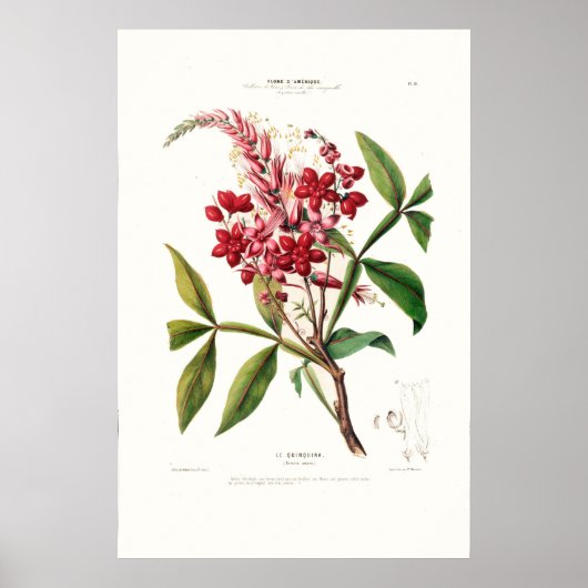 Le Quinquina  Botanical Flore D Amerique Poster (Voorkant)