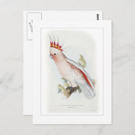 Leadbeterscockatoo Briefkaart (Voorkant / Achterkant)