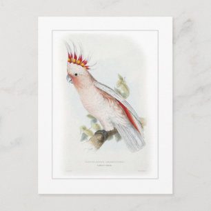 Leadbeterscockatoo Briefkaart
