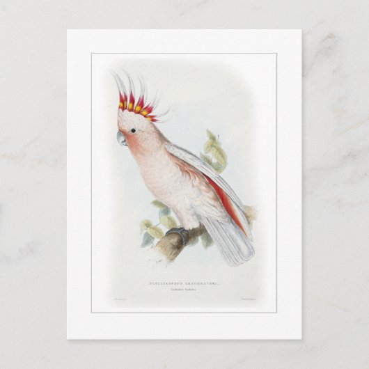 Leadbeterscockatoo Briefkaart (Voorkant)