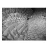 Leaf Abstract & Waterdruppels-B&W Foto Afdruk (Voorkant)